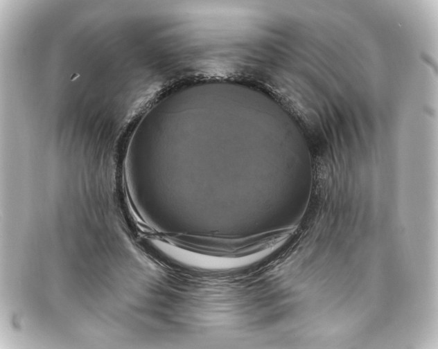 X0000098130496200805081001