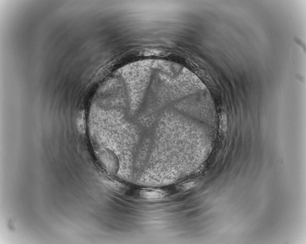X0000098130510200805081001