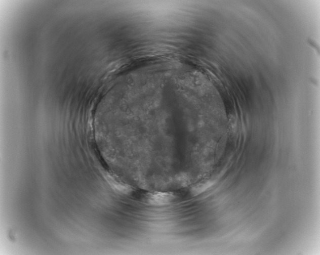 X0000098130527200805081001