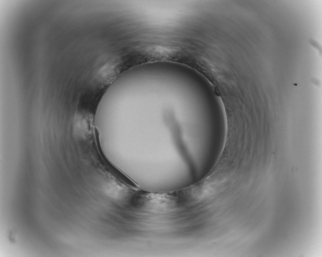 X0000098130528200805081001