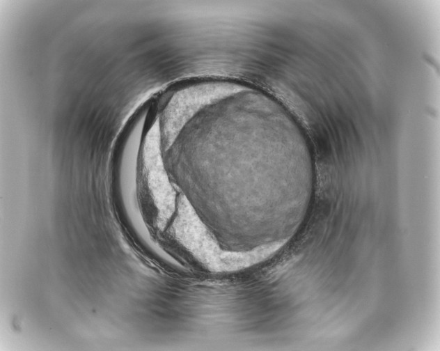 X0000098130580200805081000