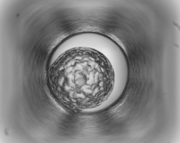 X0000098130581200805081000