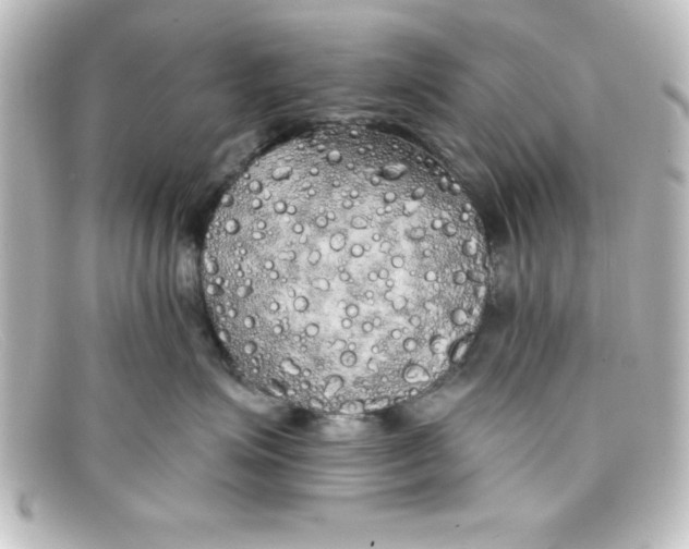 X0000098130623200805081000