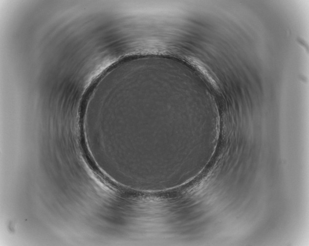 X0000098130677200805080959
