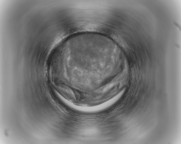 X0000098130680200805080959