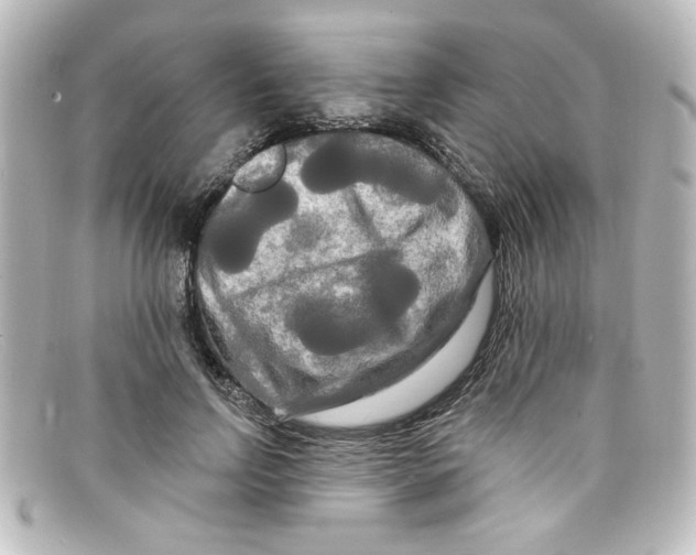 X0000098130742200805080958