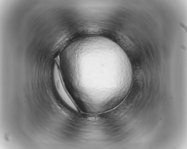 X0000098130744200805080958