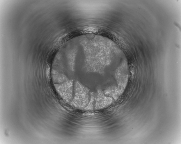 X0000098130745200805080958