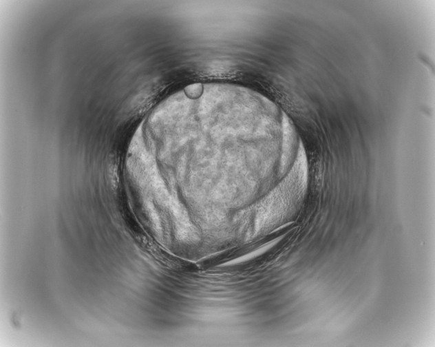 X0000098130746200805080958