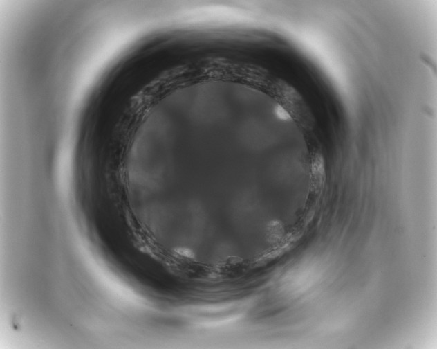 X0000098130765200805080958