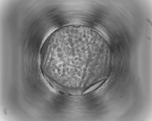 X0000098130804200805080957