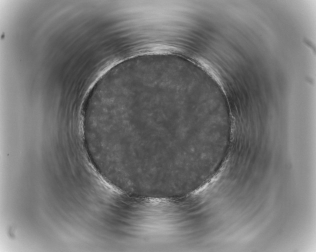 X0000098130835200805080956