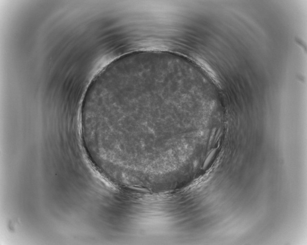 X0000098130840200805080957