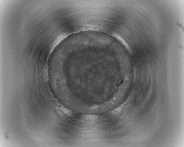 X0000098130878200805080956