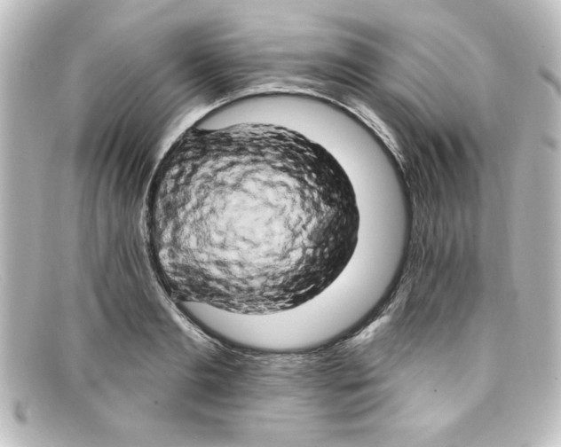 X0000098130893200805080956