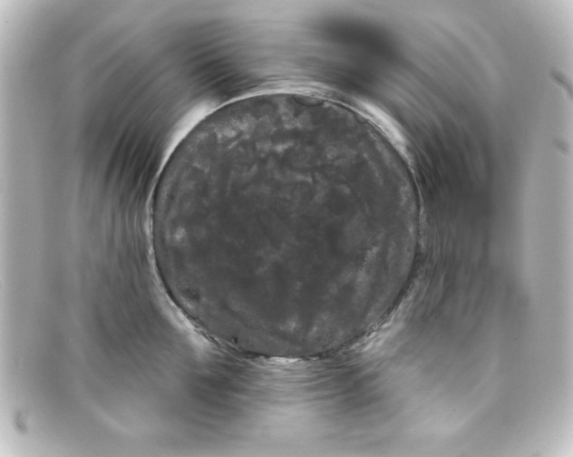 X0000098130907200805080956