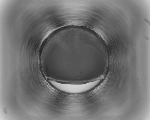X0000098130923200805080955