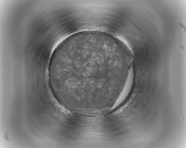 X0000098130928200805080955