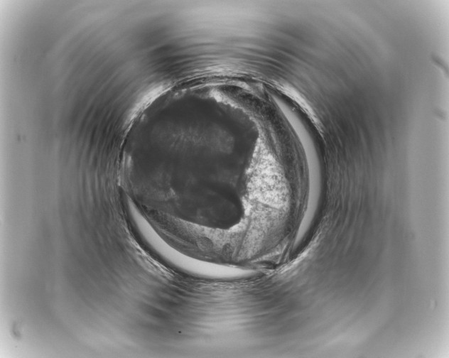 X0000098130930200805080955