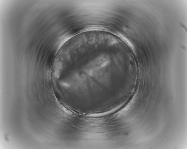 X0000098130953200805080955