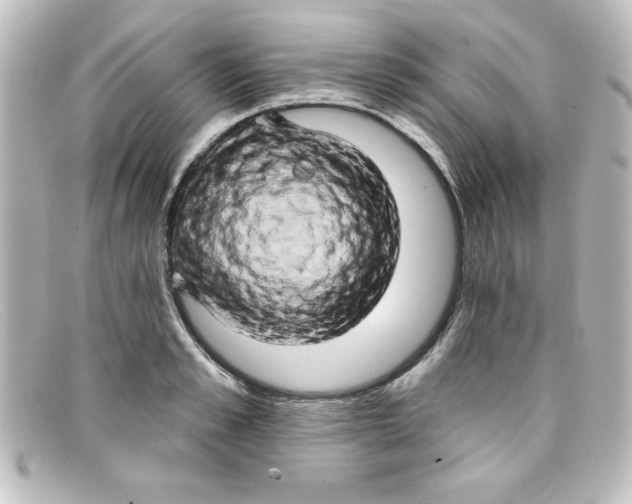 X0000098130989200805080955