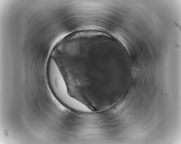 X0000098130995200805080954
