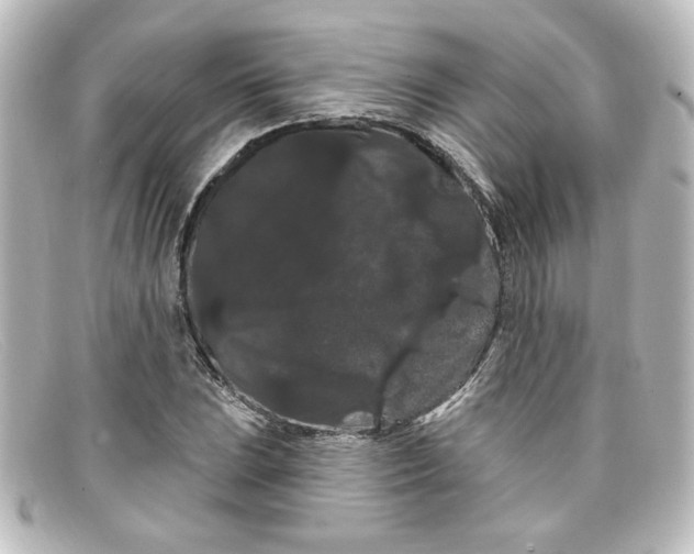 X0000098131023200805080954