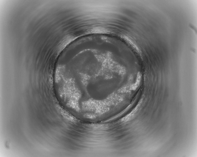 X0000098131025200805080954