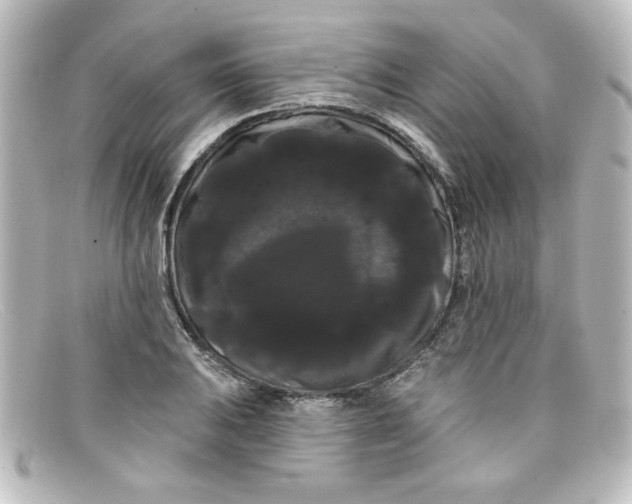 X0000098131031200805080954
