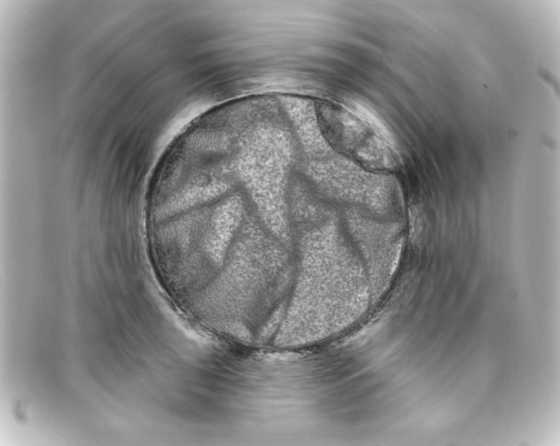 X0000098131043200805080954