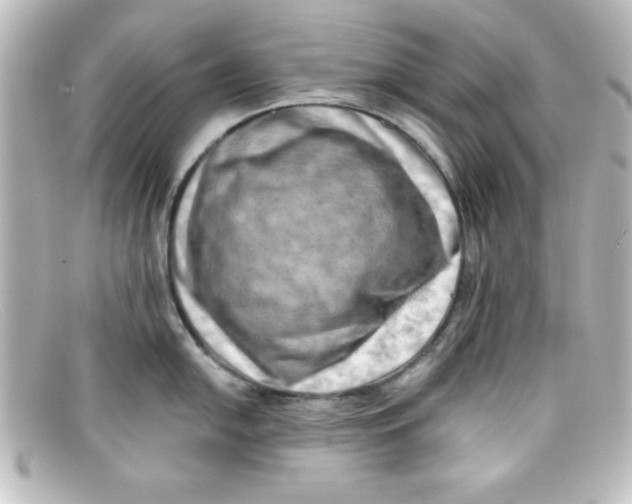 X0000098131054200805080954