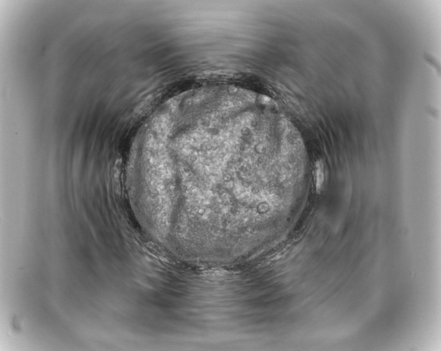 X0000098131059200805080954