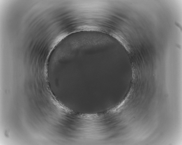X0000098131074200805080953