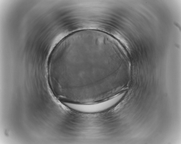 X0000098131088200805080953