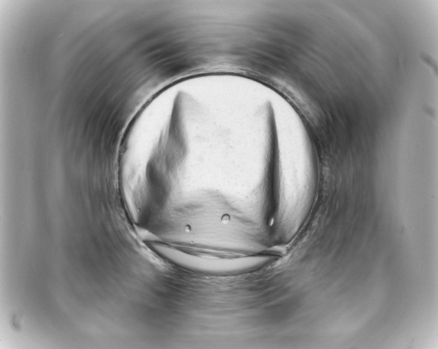 X0000098131236200805080951