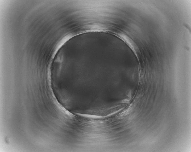 X0000098131243200805080952