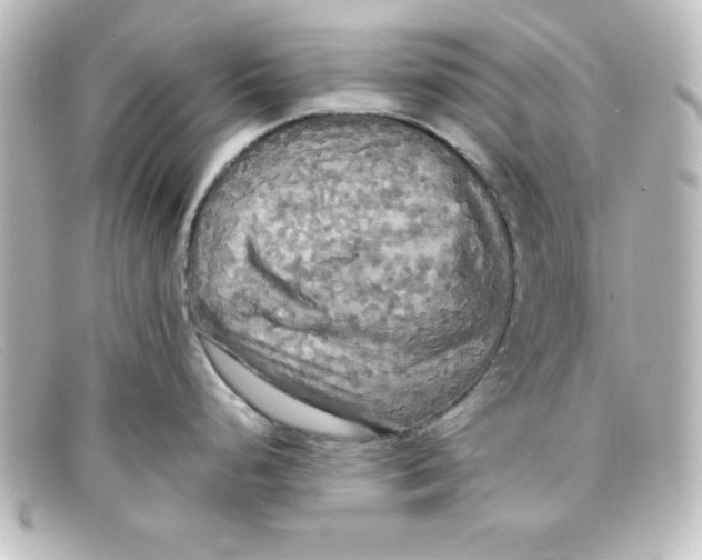X0000098131248200805080952