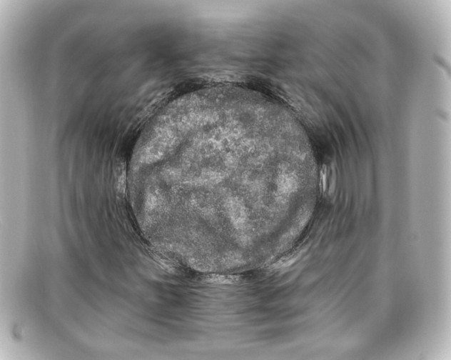 X0000098131251200805080951