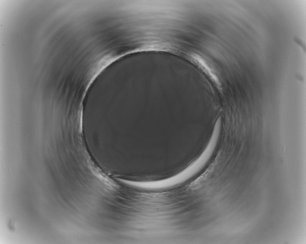 X0000098131276200805080951