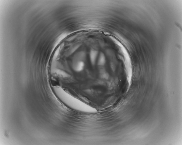 X0000098131291200805080950