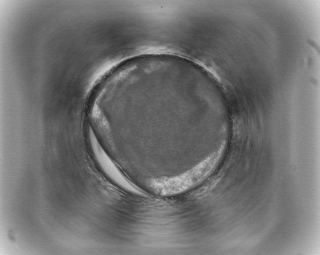 X0000098131311200805080950