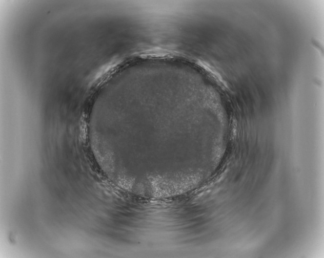 X0000098131350200805080950