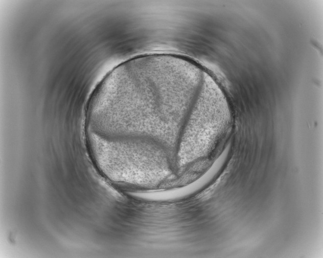 X0000098131374200805080949