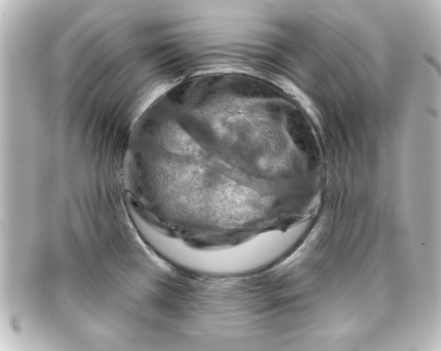 X0000098131385200805080949