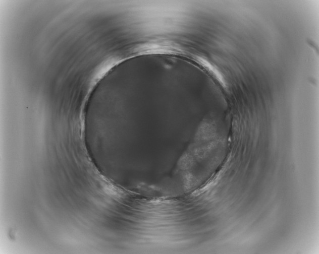 X0000098131419200805080949