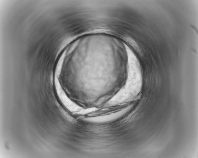 X0000098131420200805080949
