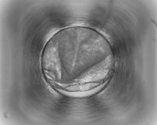 X0000098131423200805080949