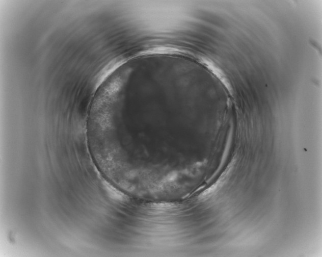 X0000098131425200805080949