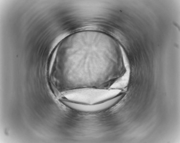 X0000098131426200805080949