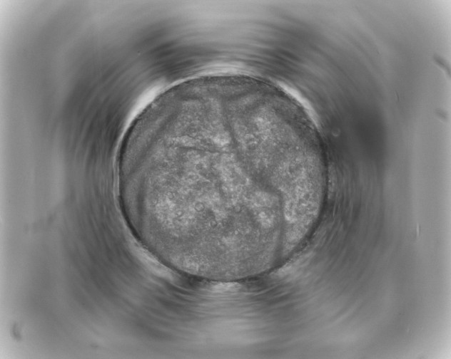 X0000098131467200805080948